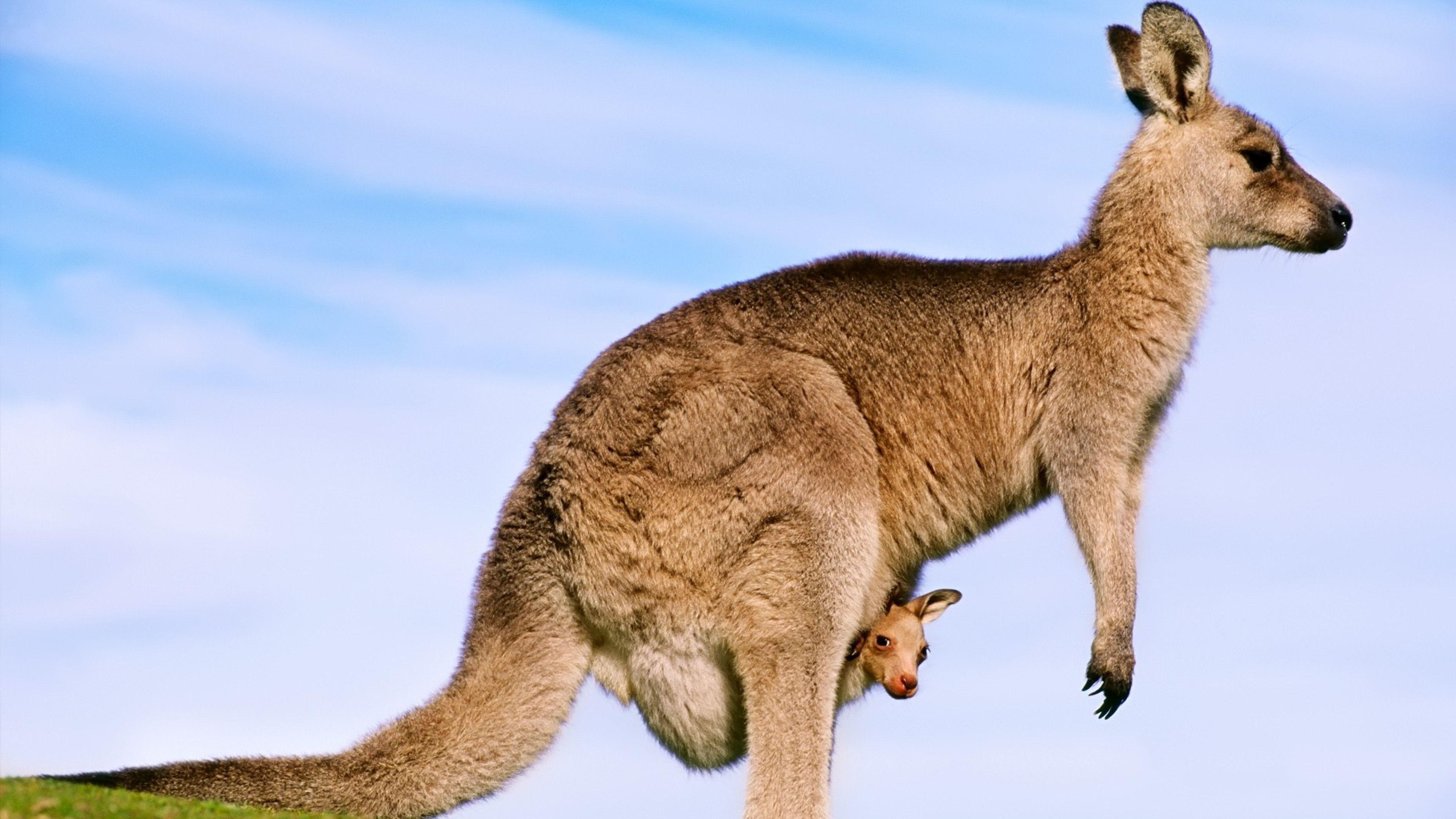 Включи наше животное. Животные Австралии кенгуру. Кенгуру в Австралии. Сумчатые кенгуру. Австралия кенгуру Дикие.
