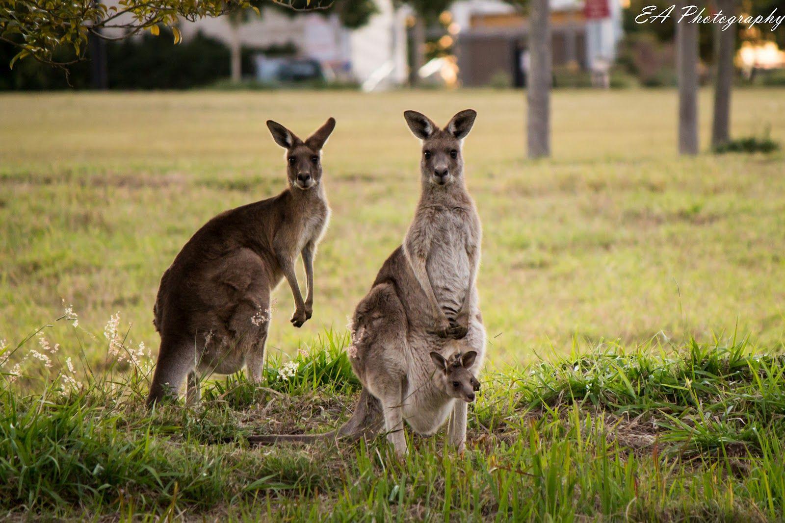 Baby Kangaroo Wallpapers - Top Free Baby Kangaroo Backgrounds 