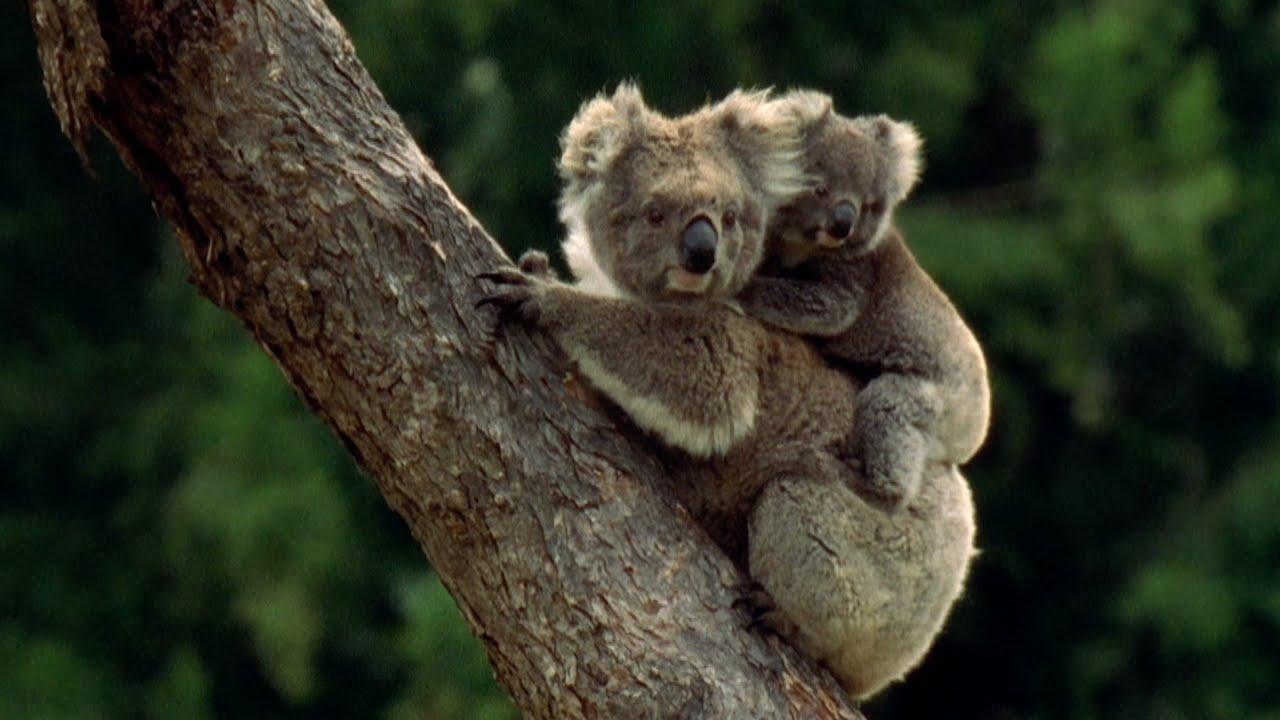 1280x720 Baby Koala eats mother's poo Super Parents: Episode 1