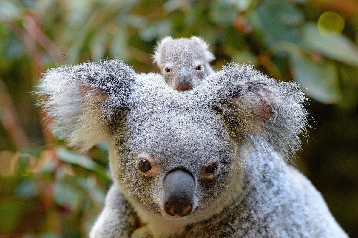 1200x800 Baby Koala Wallpaper