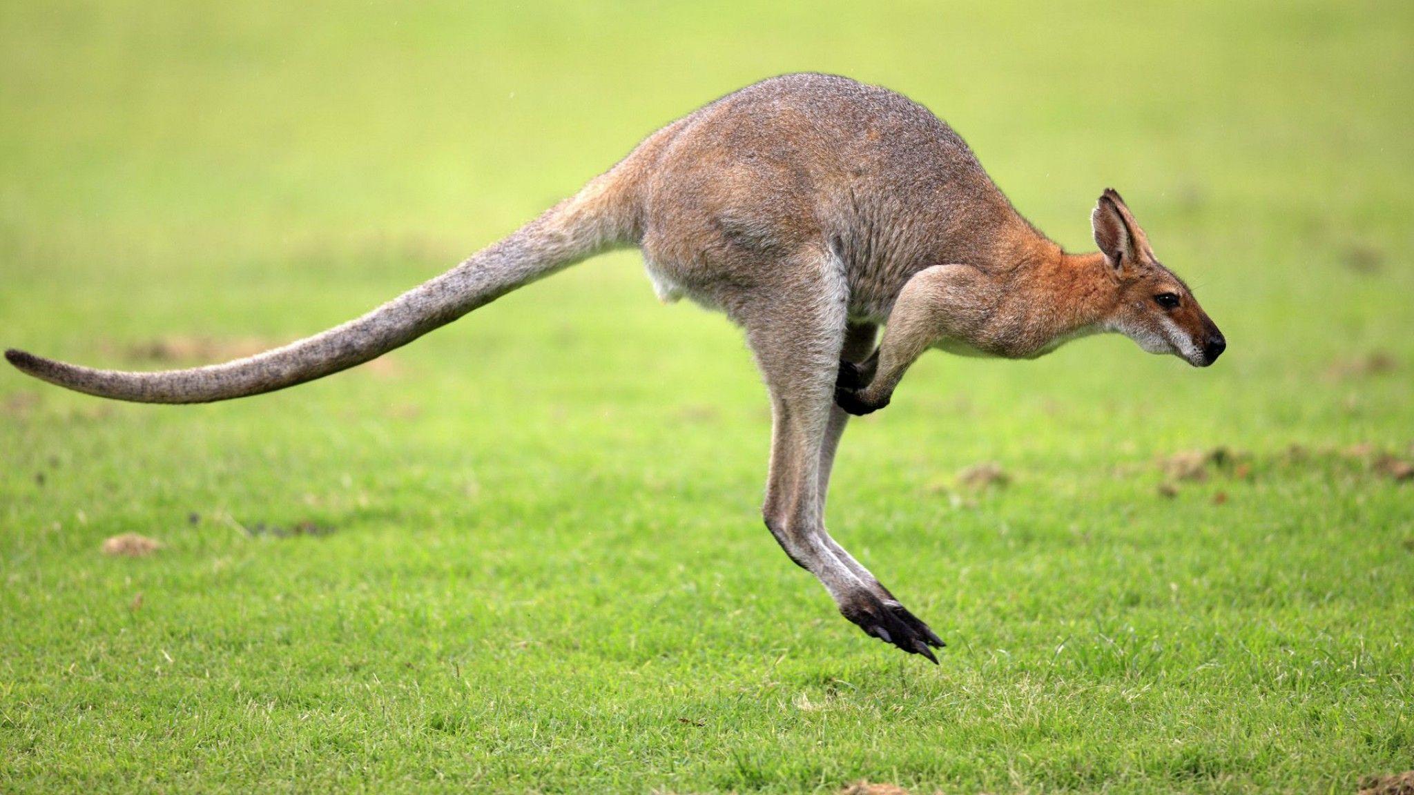 2048x1152 Wallaby Wallpaper
