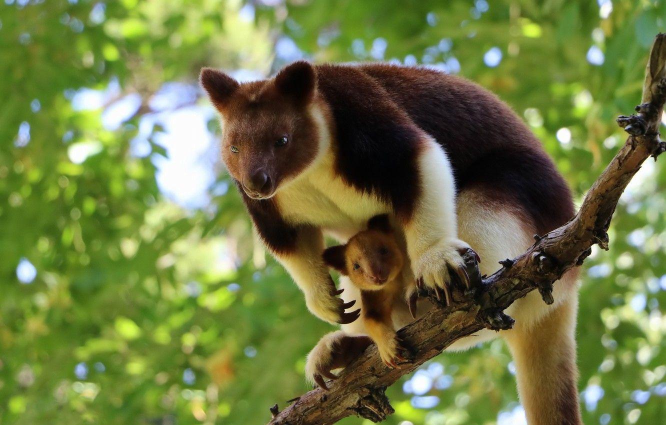 1332x850 Wallpaper nature, tree, baby, kangaroo, cub, Wallaby image