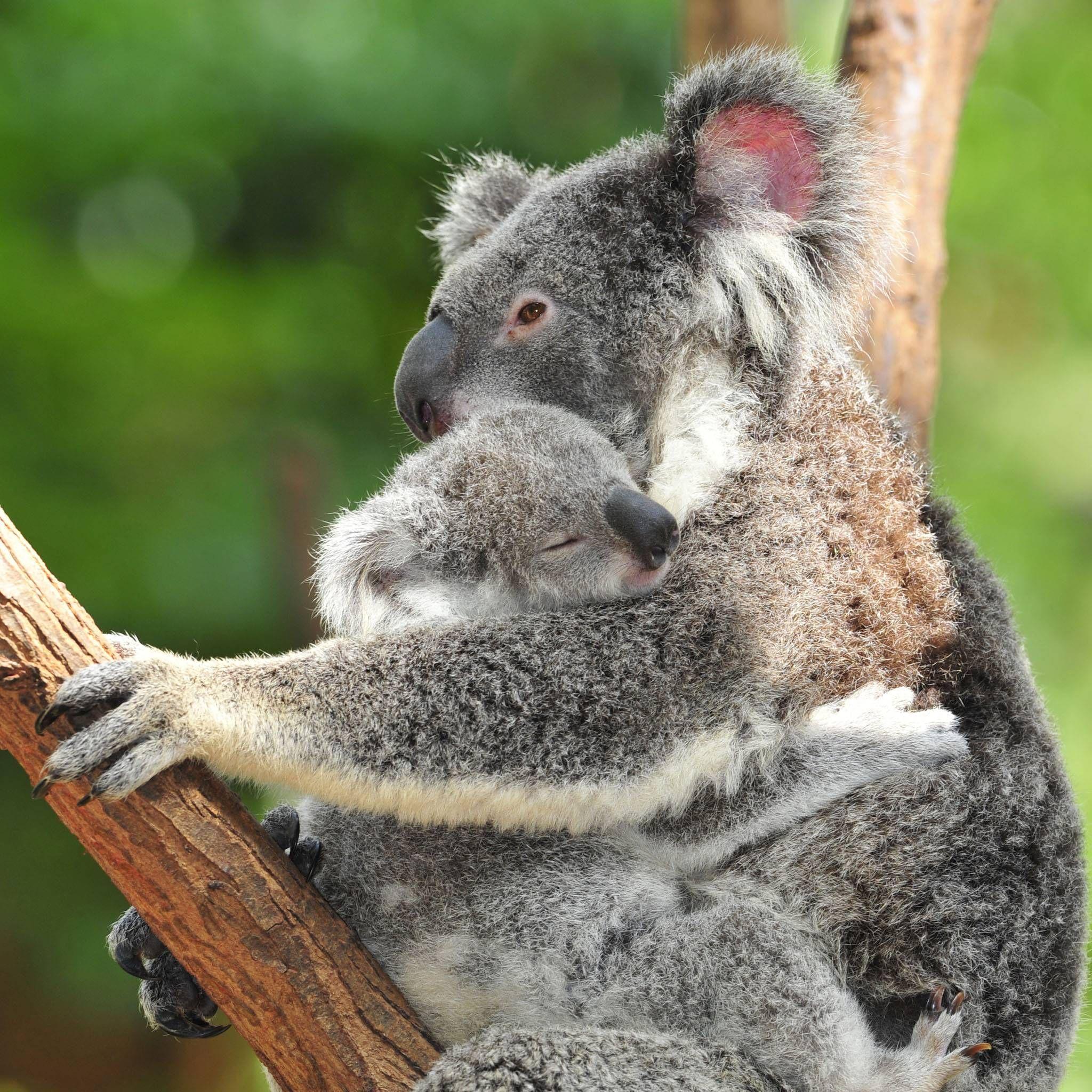 Cute Baby Koala Wallpapers - Top Free Cute Baby Koala Backgrounds ...