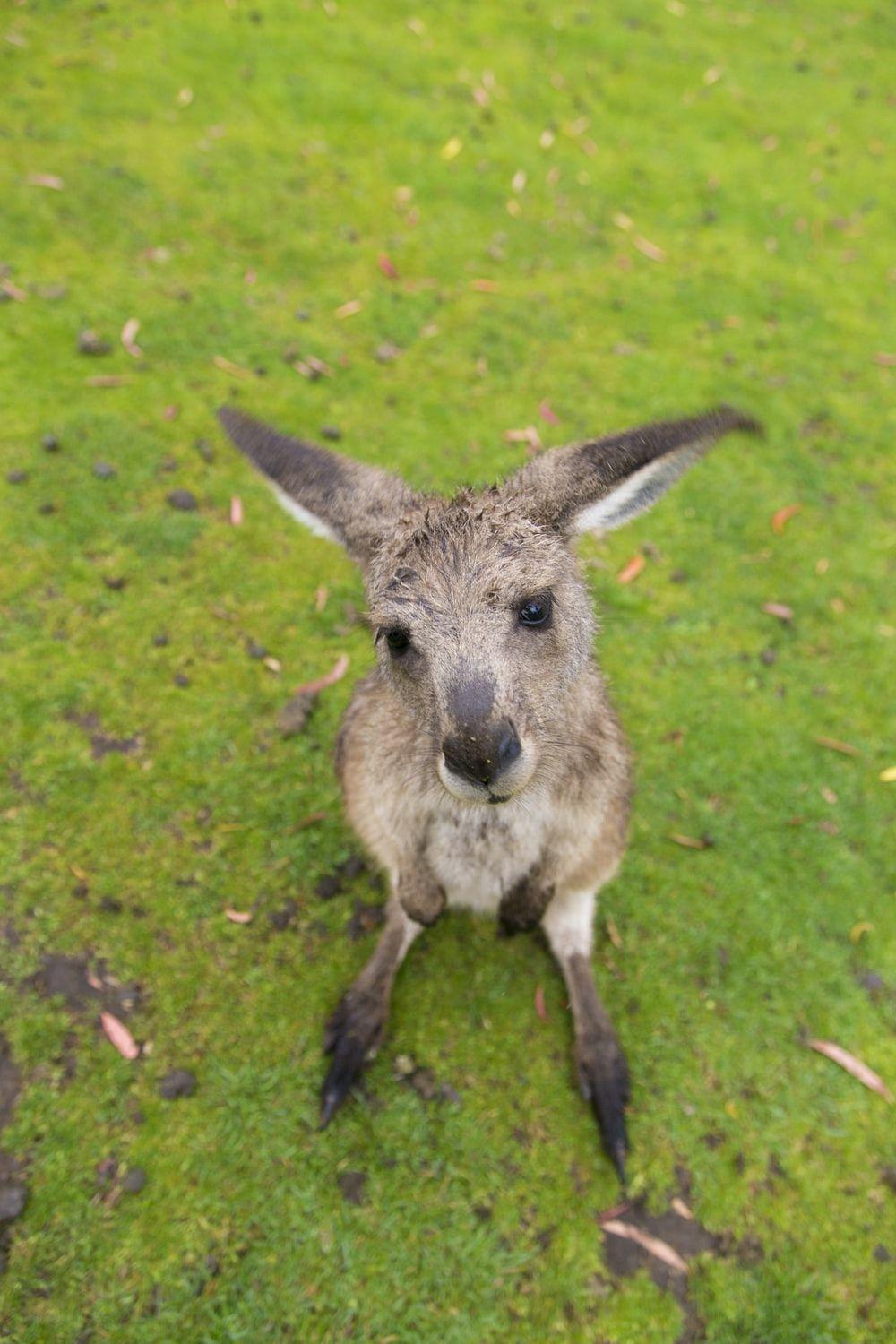 1000x1500 Kangaroo Baby Picture. Download Free Image