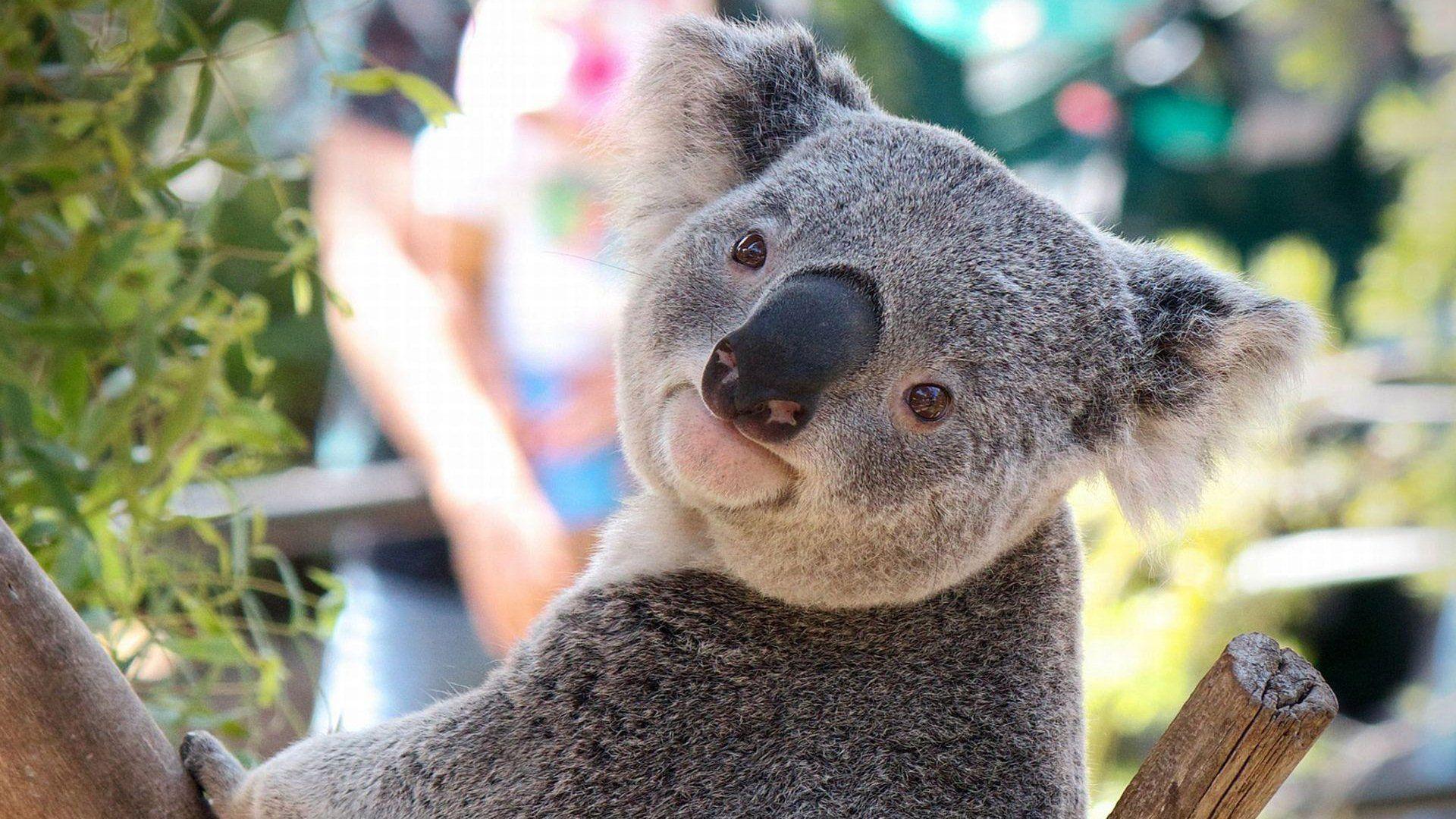 1920x1080 Koala HD Wallpaper