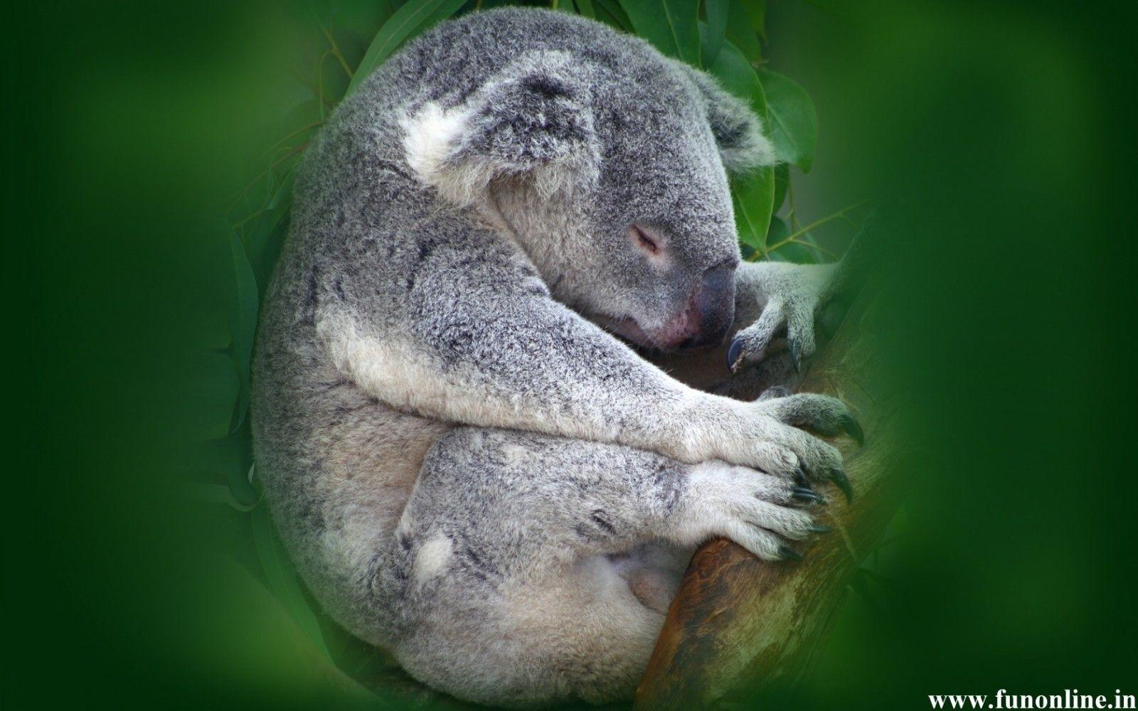 1600x1000 Free download Koala Wallpaper Download Cute and Pretty Koalas HD