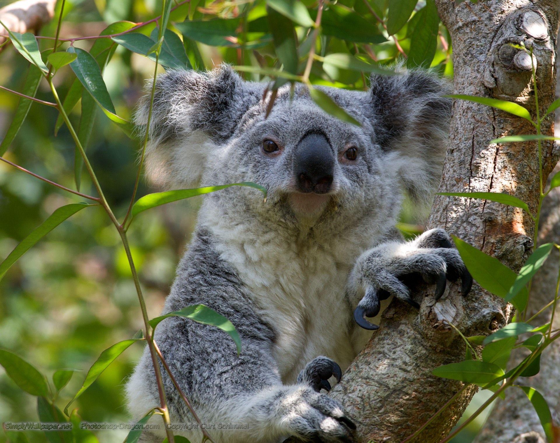 Коала отзывы. Животные Австралии коала. Сумчатые животные коала. Сумчатые животные Австралии коала. Мишка коала.