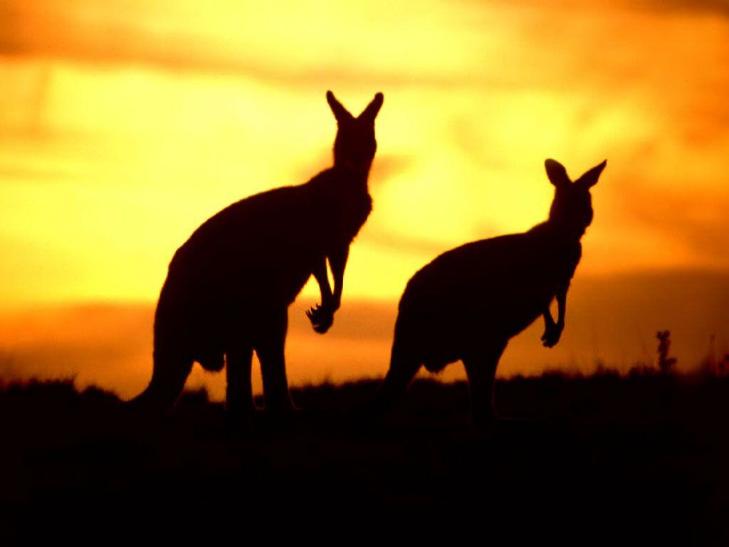1024x768 Baby Kangaroo Wallpaper 1024x768
