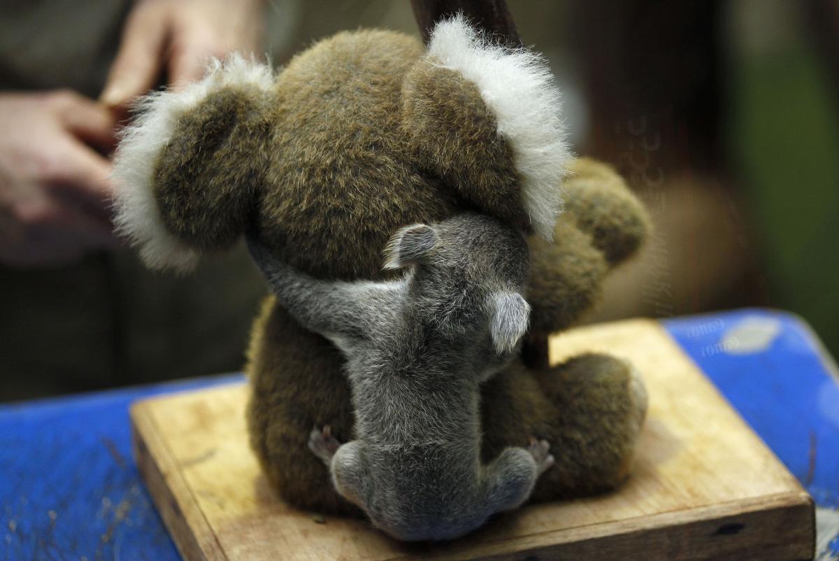 1200x802 Cute Baby Koala Wallpaper
