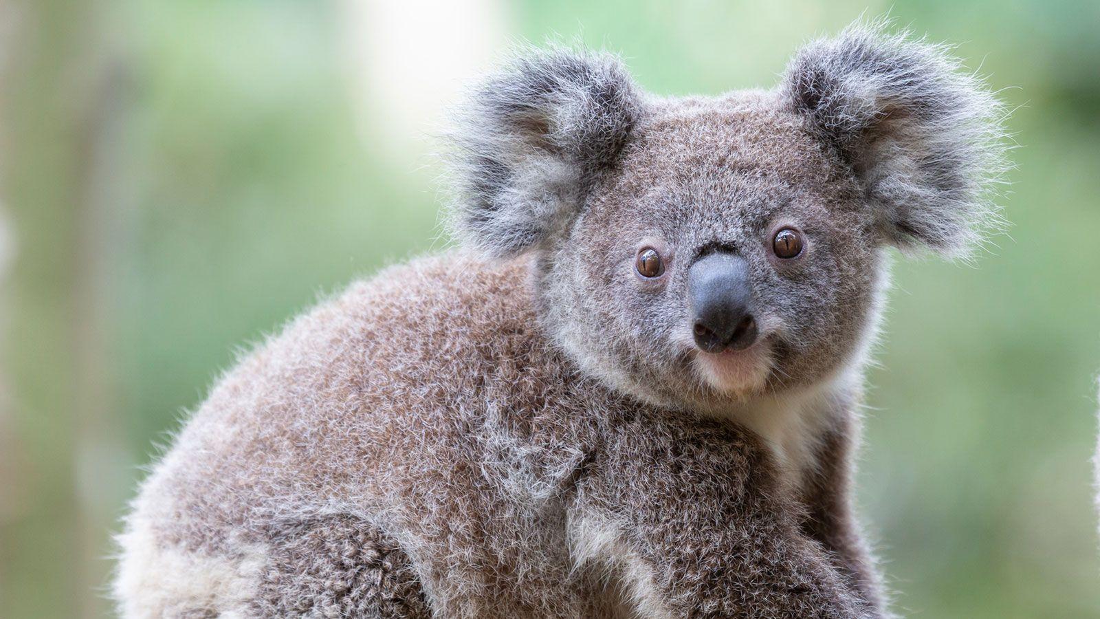 1600x900 Cuddly Facts About Koalas