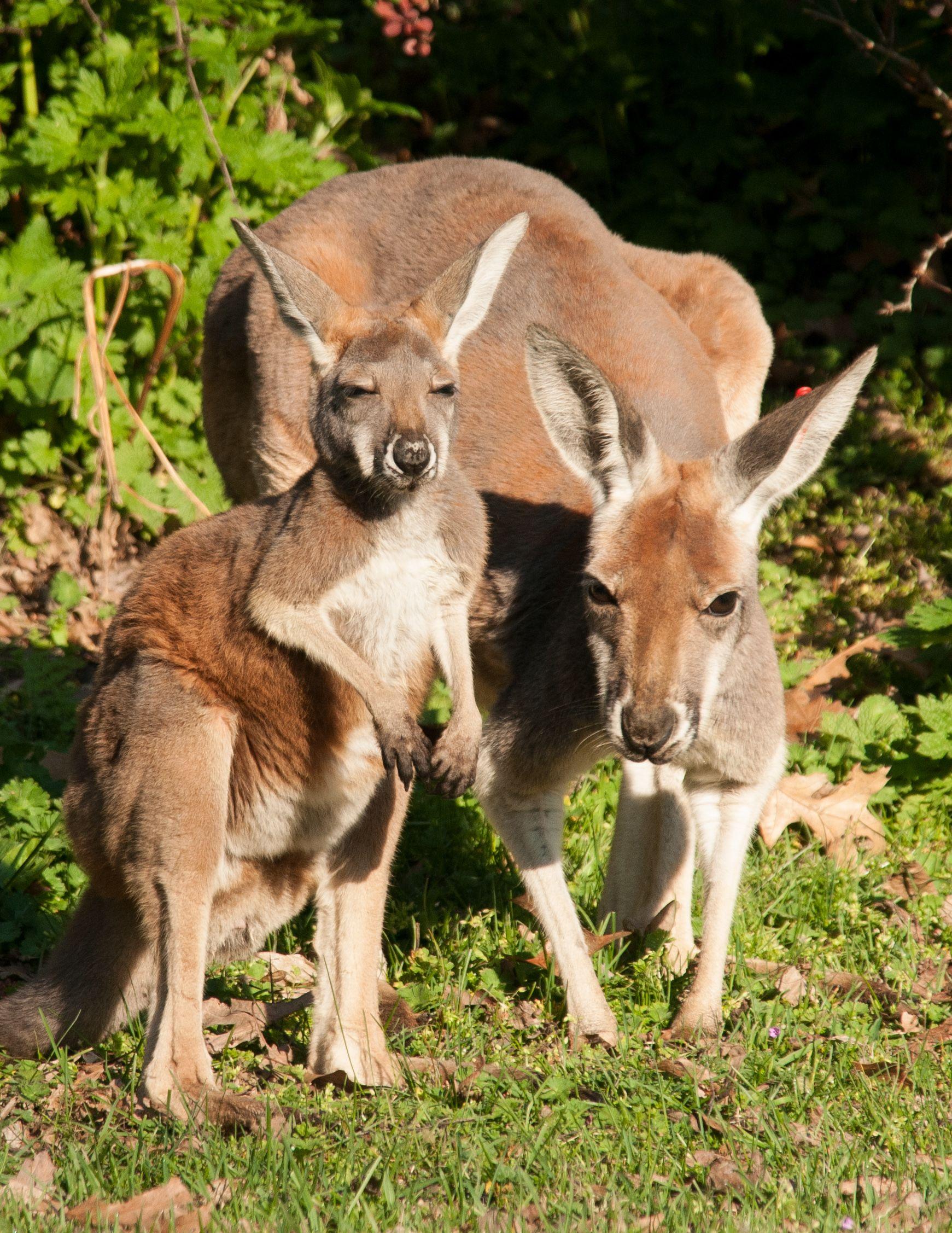 1741x2254 Kangaroo Wallpaper. Kangaroo Wallpaper