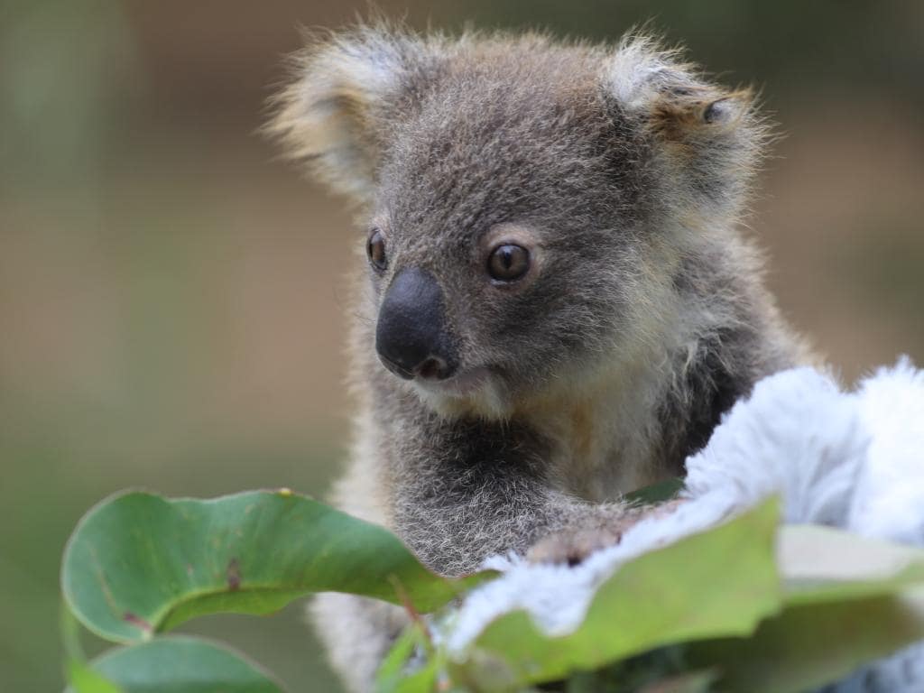 1024x768 Australian Reptile Park koala baby name competition launched