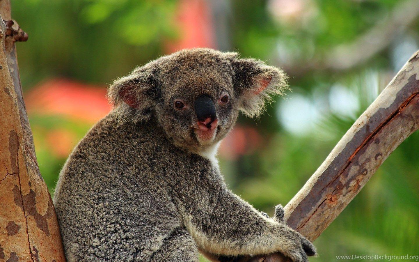 1440x900 Cute Koala Bear Wallpaper Phone Uncalke.com Desktop Background