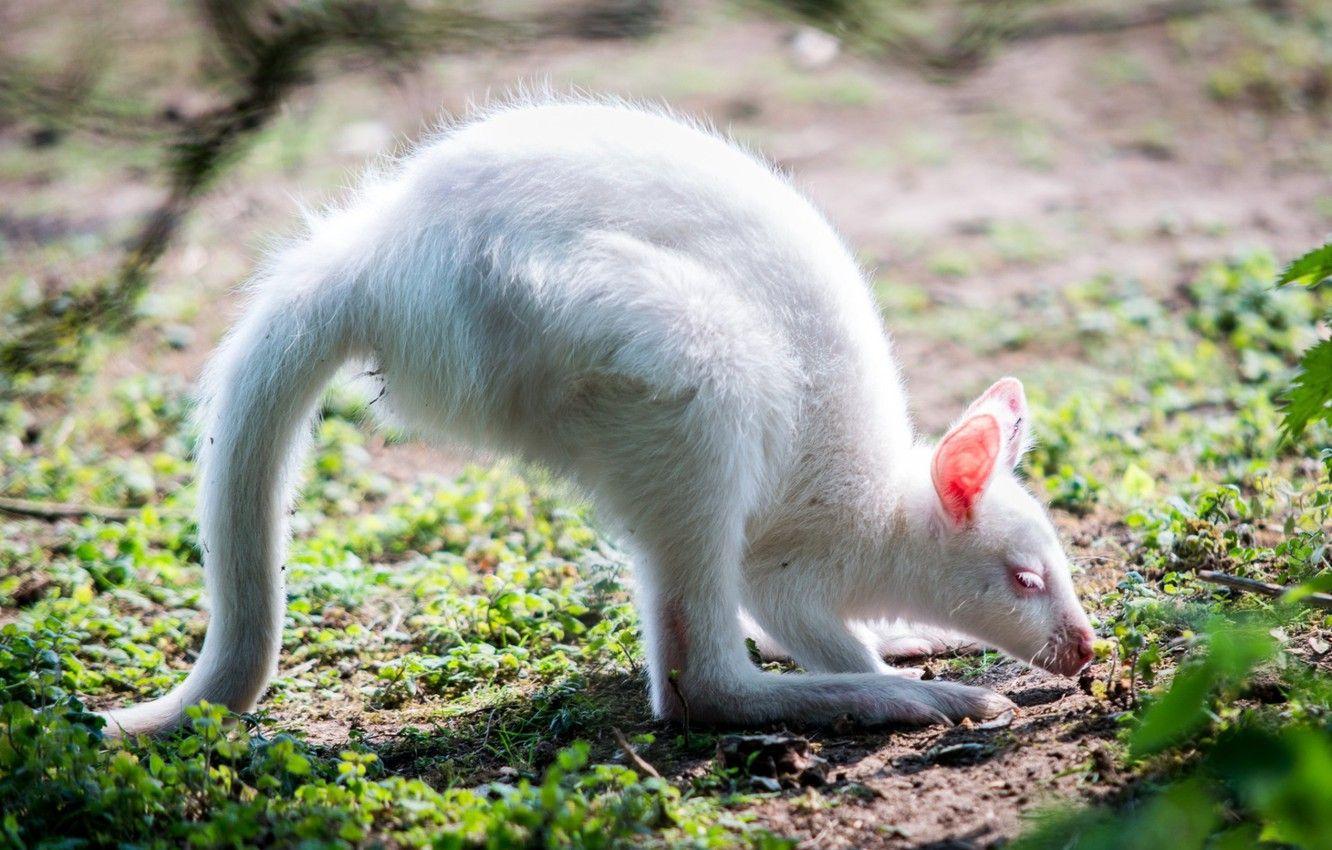 1332x850 Wallpaper WHITE, TAIL, GREENS, PAWS, EARS, KANGAROO, BABY, ALBINO