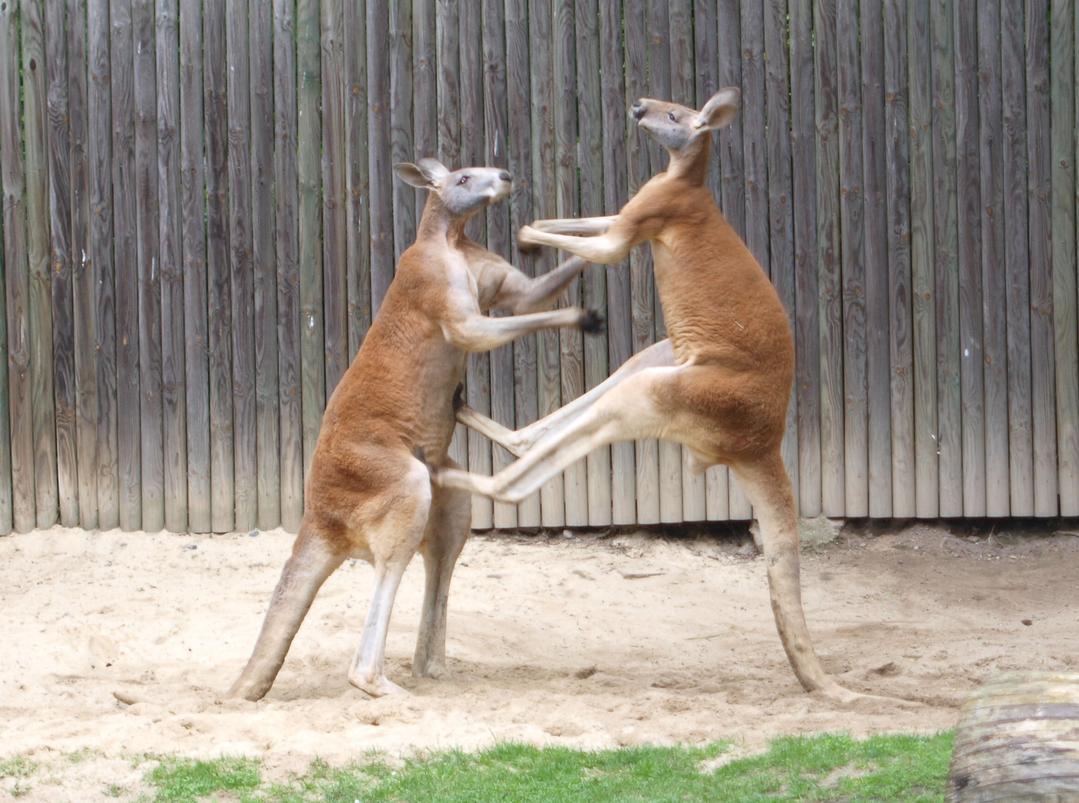 1079x803 Baby Kangaroos Wallpaper Picture HD for Android