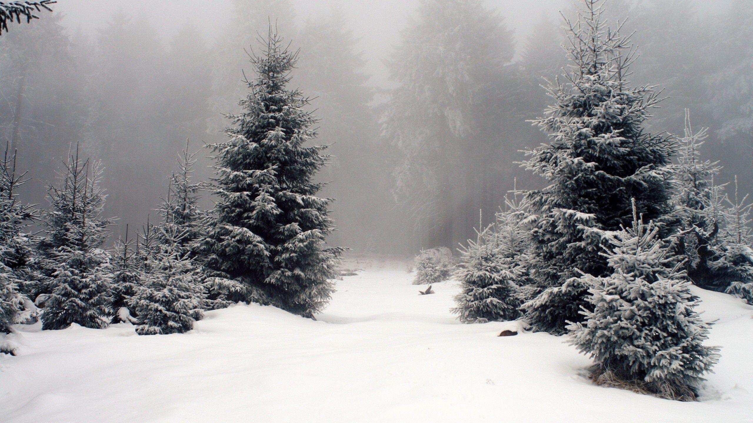 2560x1440 Snow Trees & Foggy desktop PC and Mac wallpaper