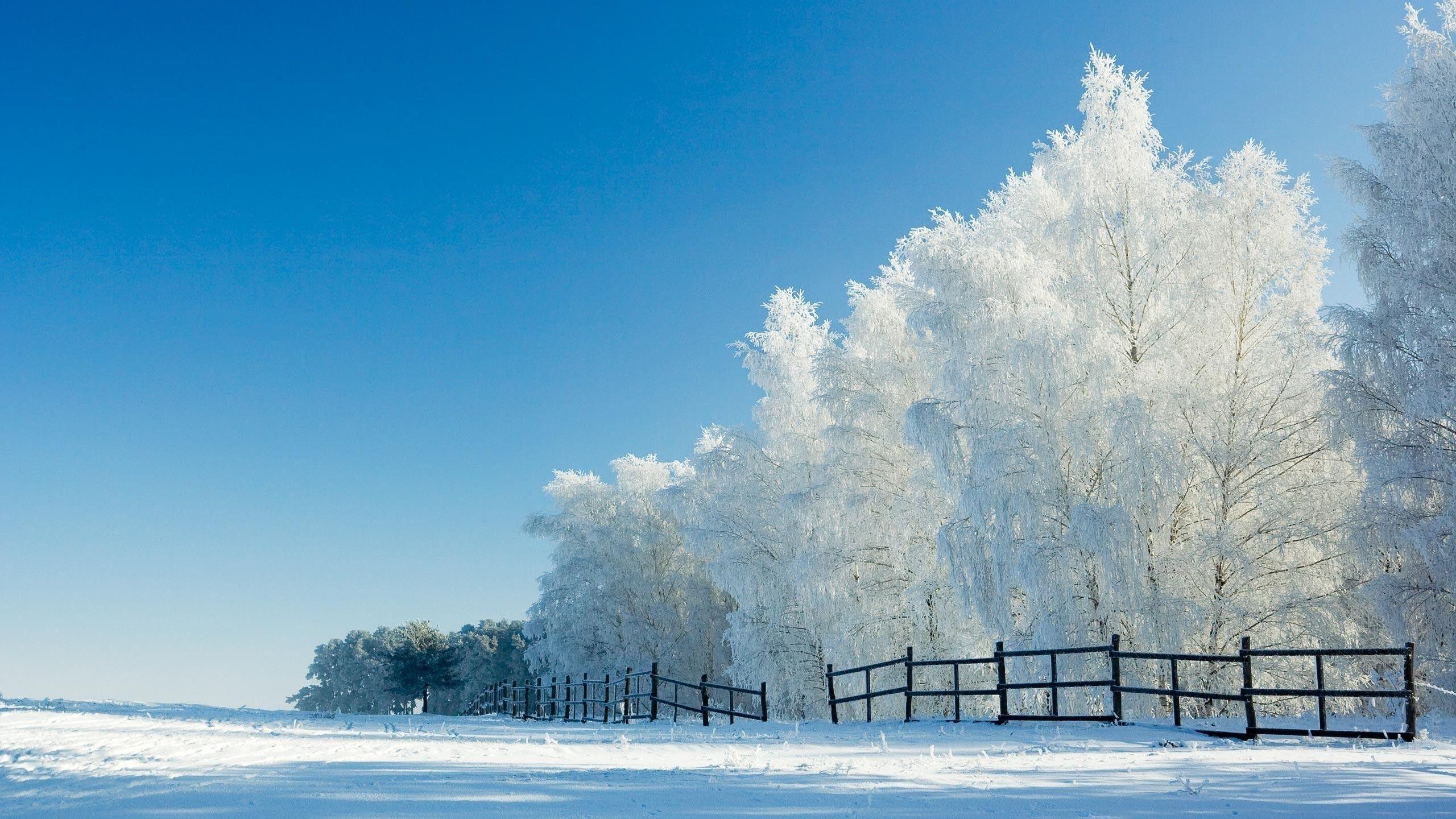 2560x1440 Snow White Trees Fences Field desktop PC and Mac wallpaper