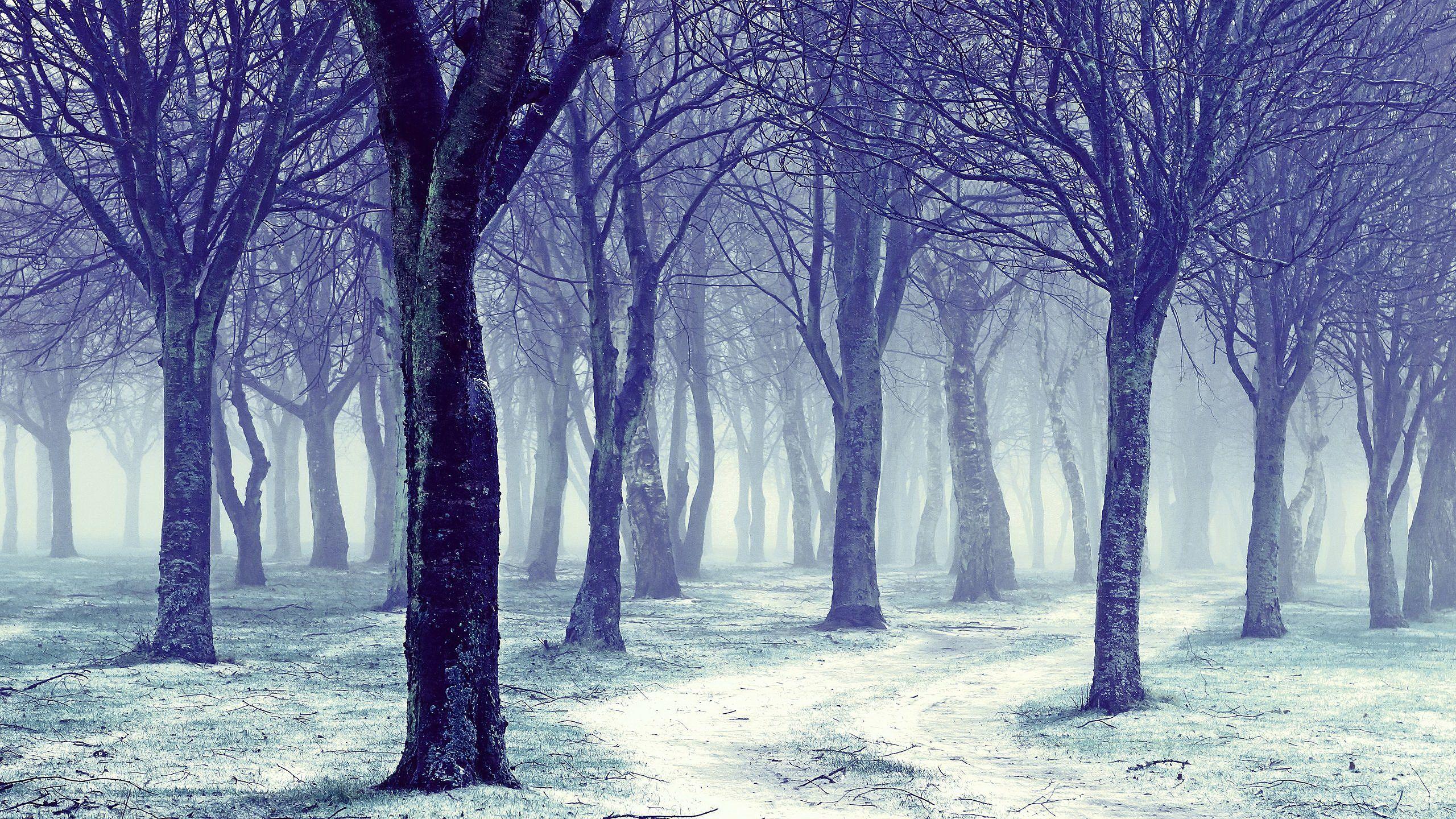 2560x1440 Winter Time Wallpaper