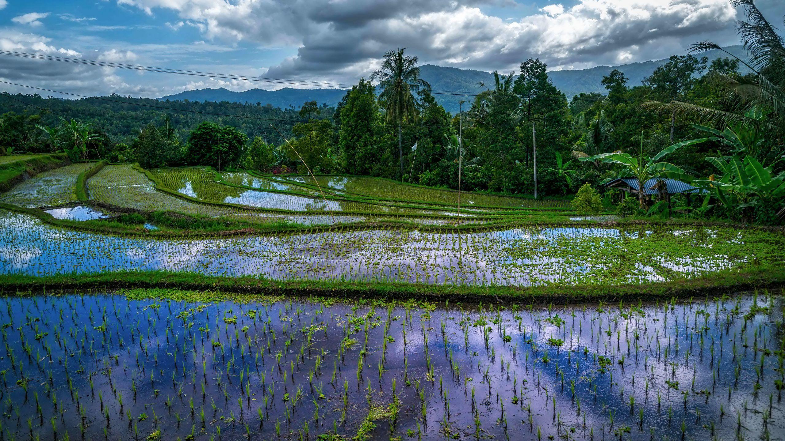 2560x1440 Desktop Wallpaper Indonesia Bali Nature Fields Tropics 2560x1440
