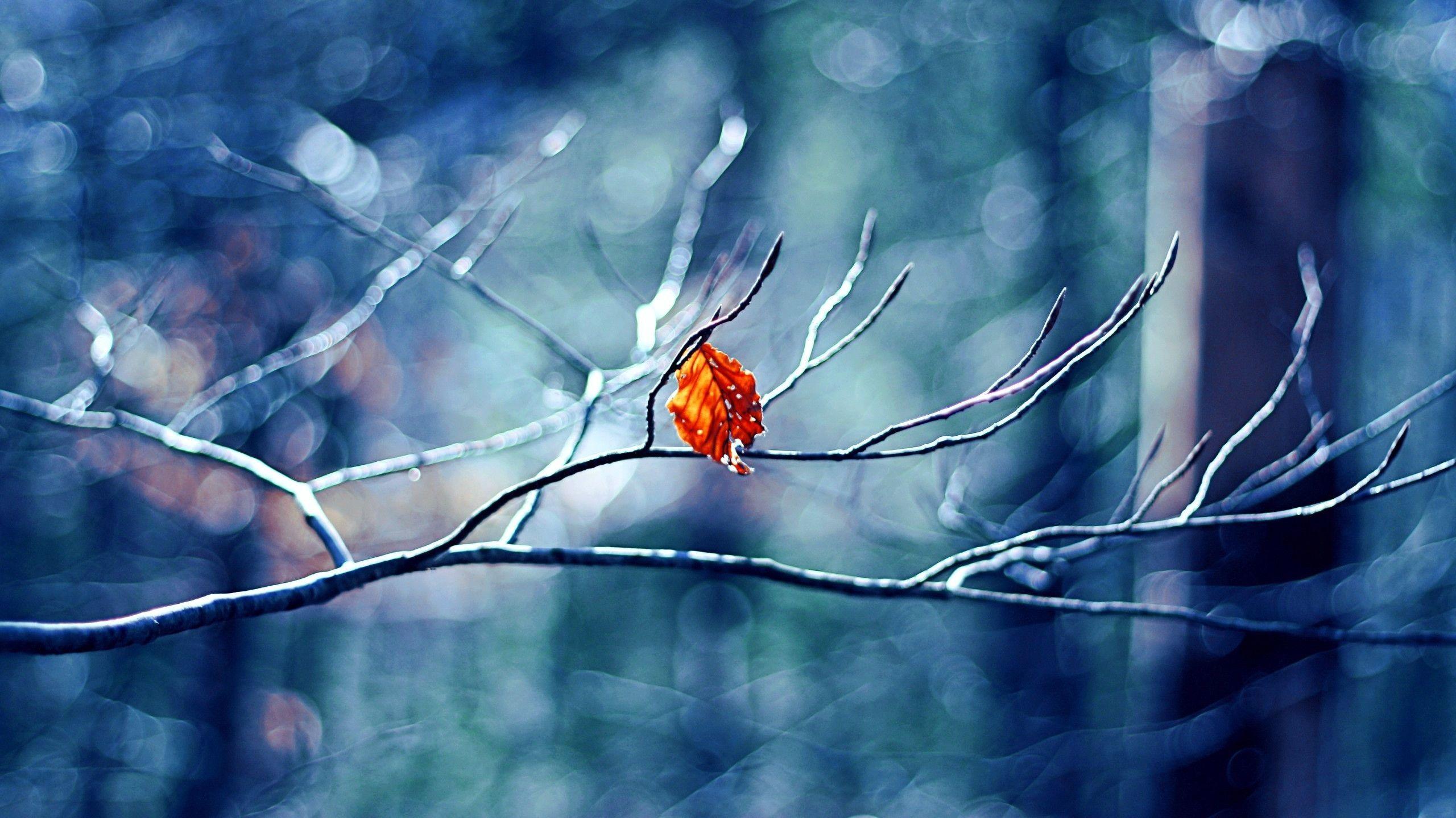 2560x1440 12++ Winter HD Wallpaper Mac