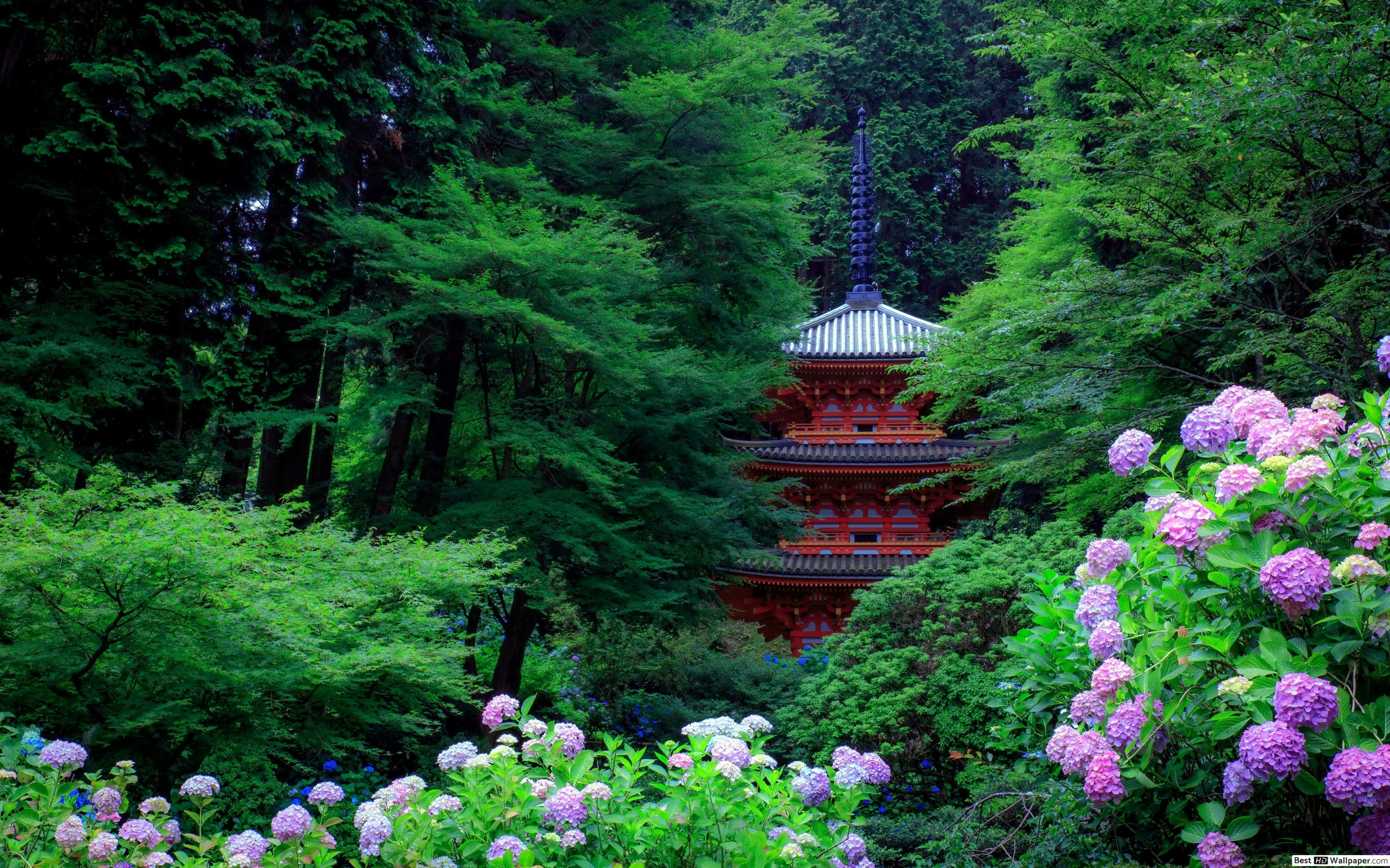 3840x2400 Spring forest in Japan HD wallpaper download