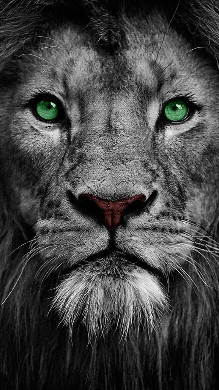 Brave Lion Wallpapers Top Free Brave Lion Backgrounds Wallpaperaccess