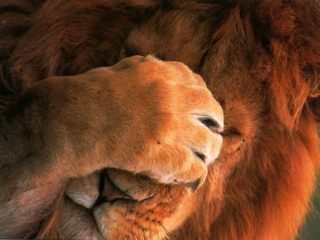 1024x768 Lion hình nền trang 2