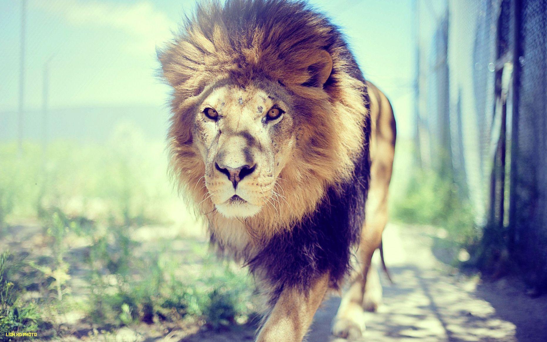 Hình nền HD 1862x1164 Lion - Lion ảnh HD
