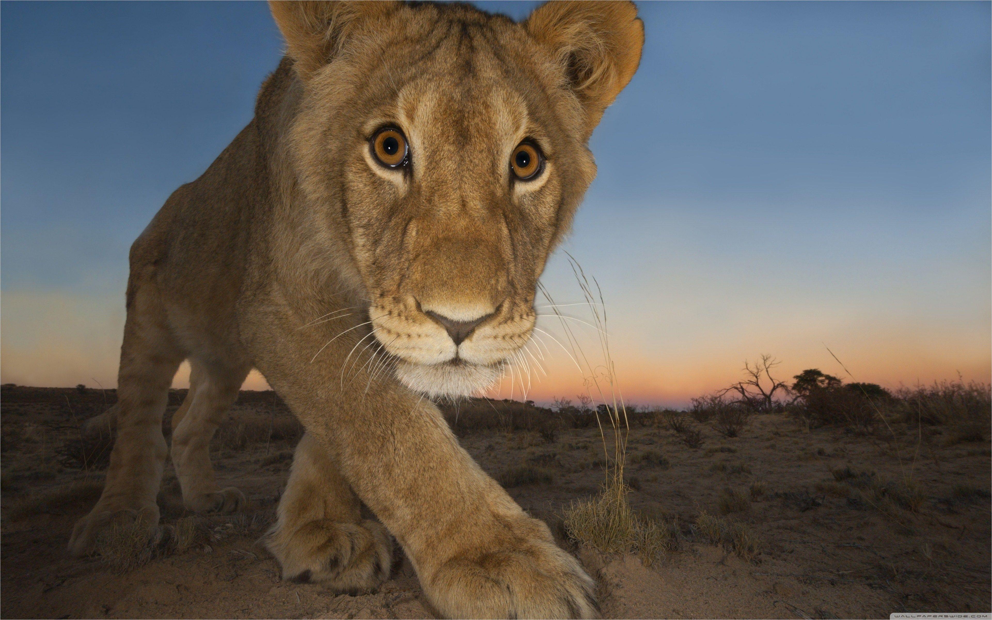 Brave Lion Wallpapers Top Free Brave Lion Backgrounds WallpaperAccess