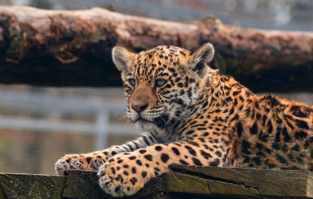 Cute Baby Leopard Wallpapers - Top Free Cute Baby Leopard Backgrounds