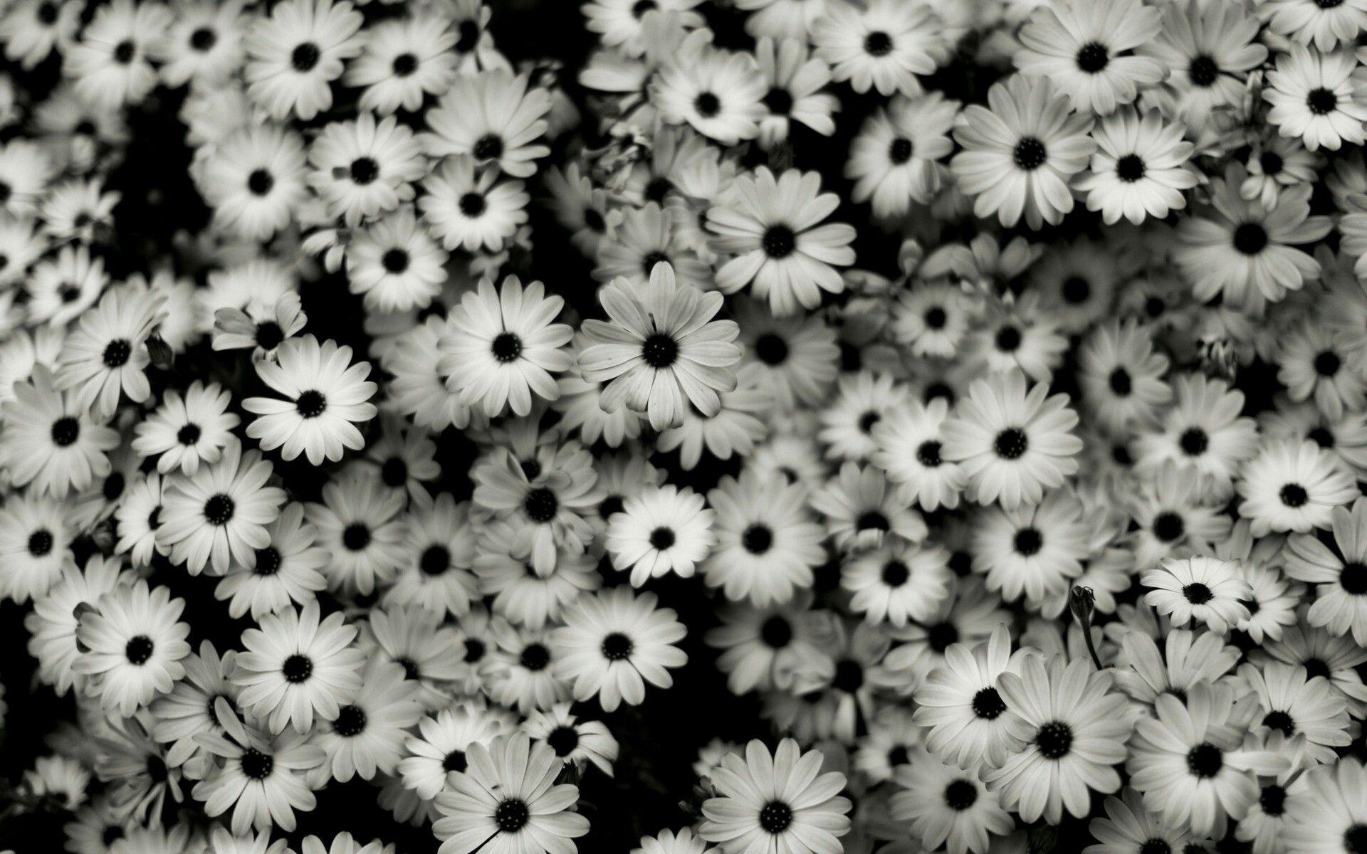 Black and White Flowers Laptop Wallpapers - Top Free Black and White  Flowers Laptop Backgrounds - WallpaperAccess