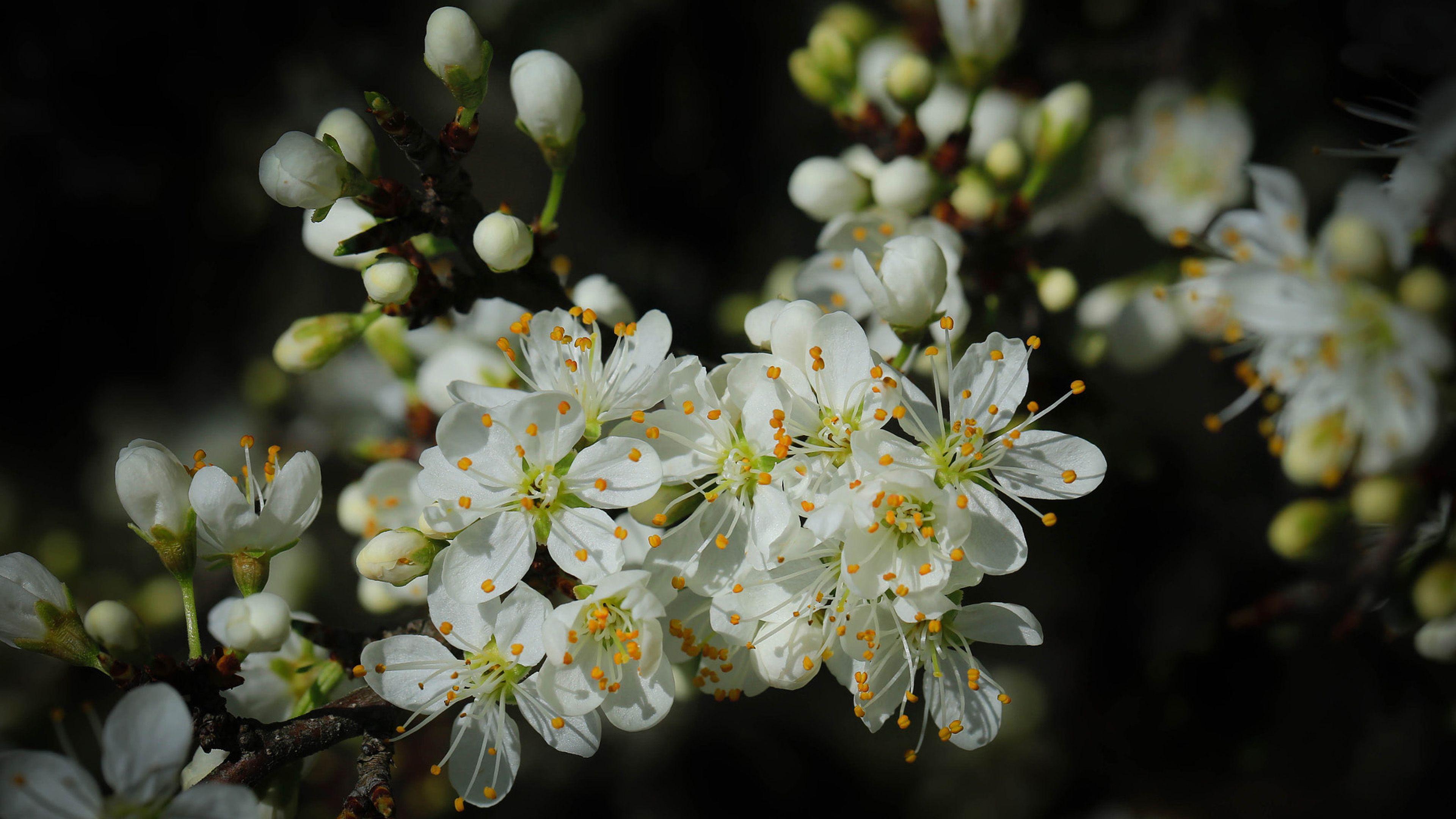 3840x2160 Spring Cherry Blossom Green Leaves And White Flowers On Black