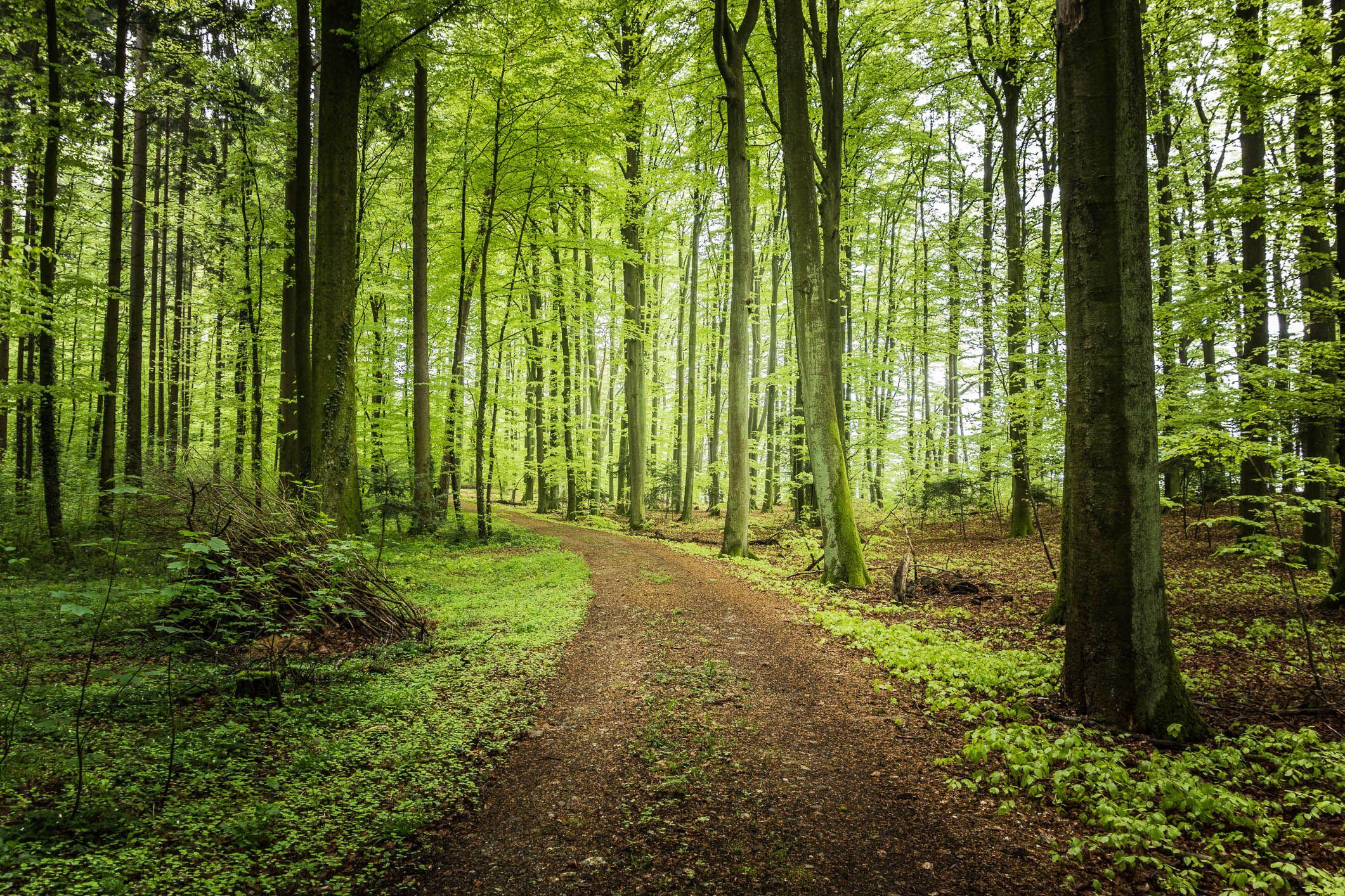 2121x1414 Forest trees road landscape wallpaperx1414