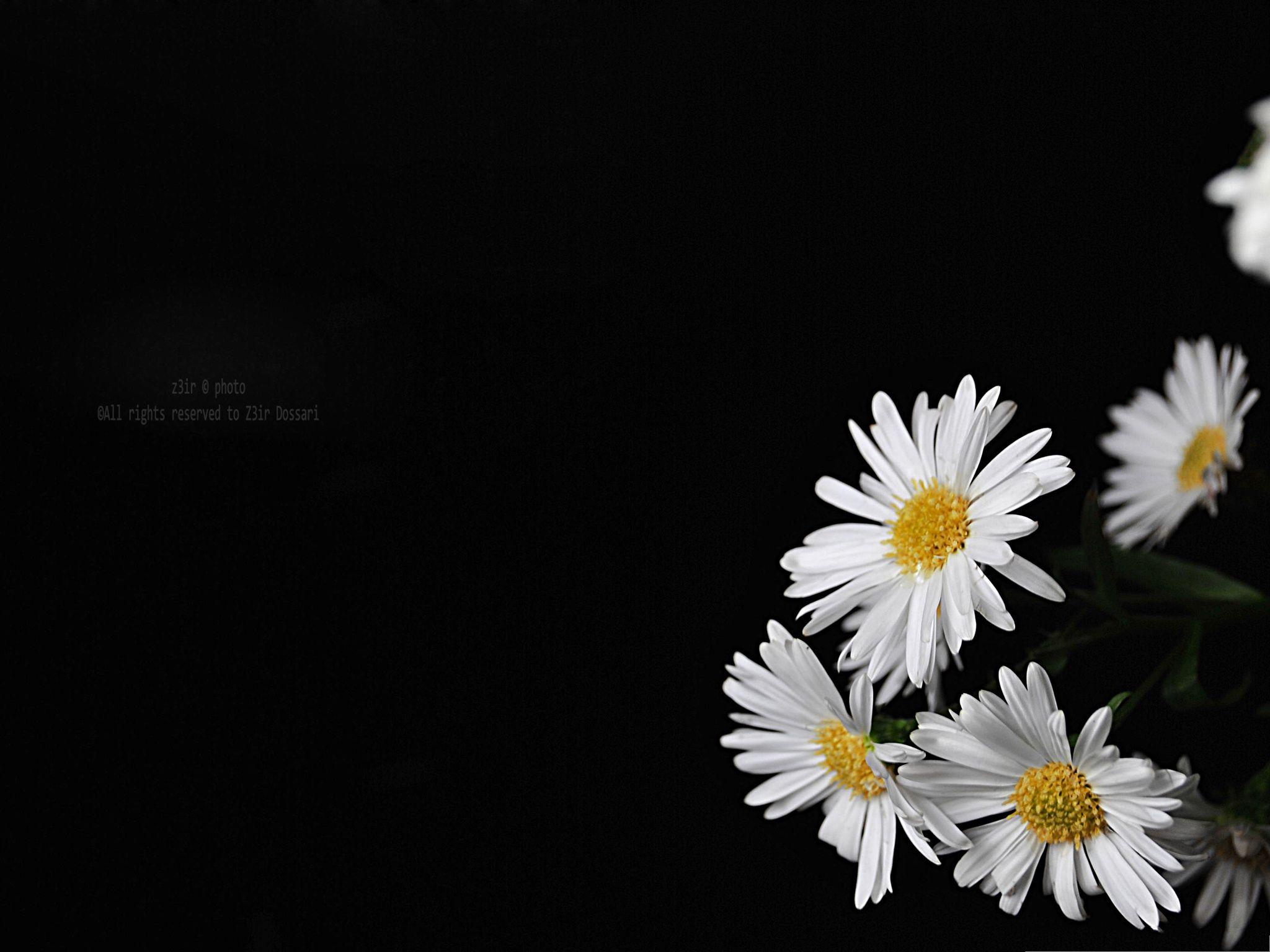 Black Flower Laptop Wallpapers - Top Free Black Flower Laptop Backgrounds - WallpaperAccess