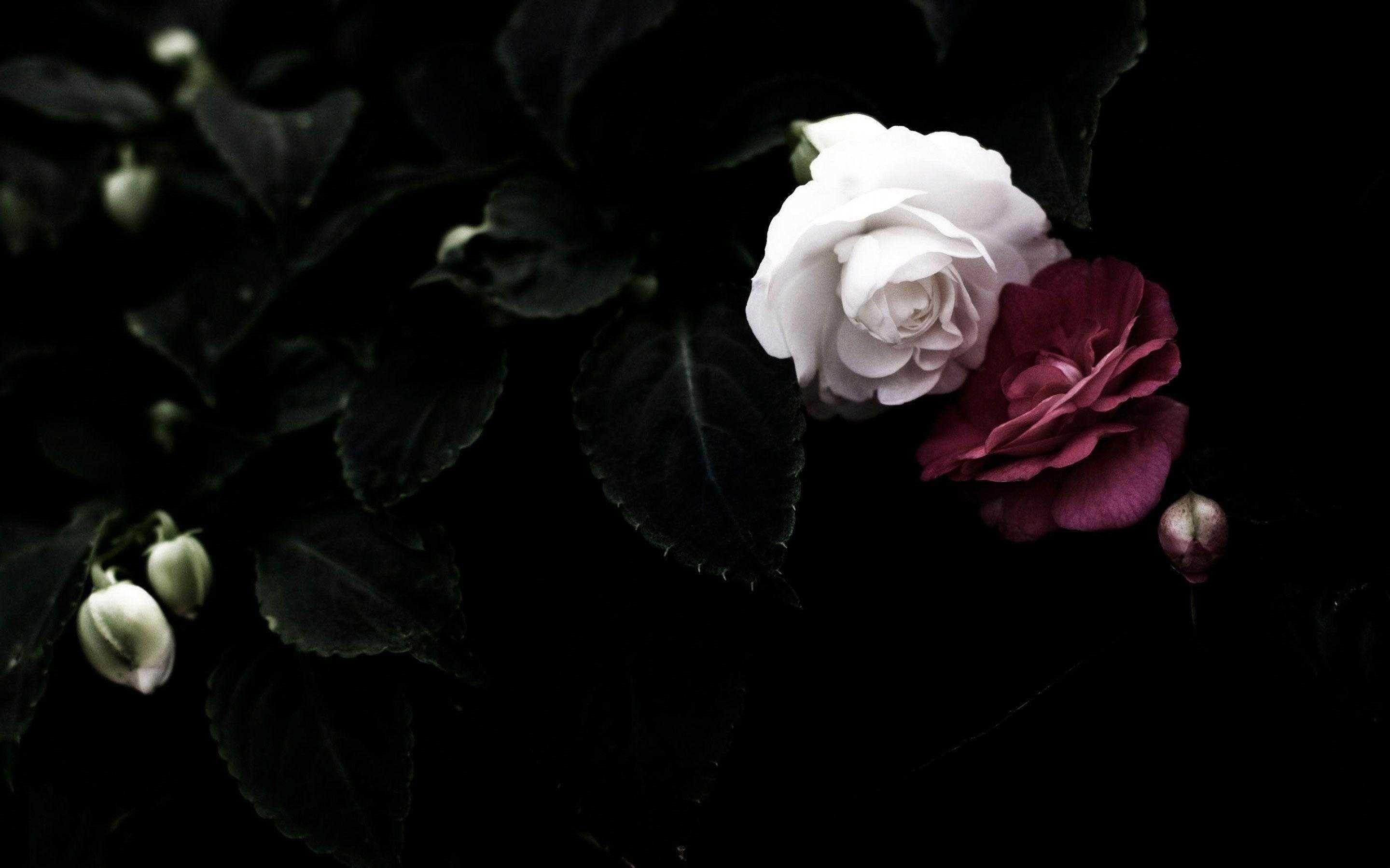 2880x1800 Black Rose Background