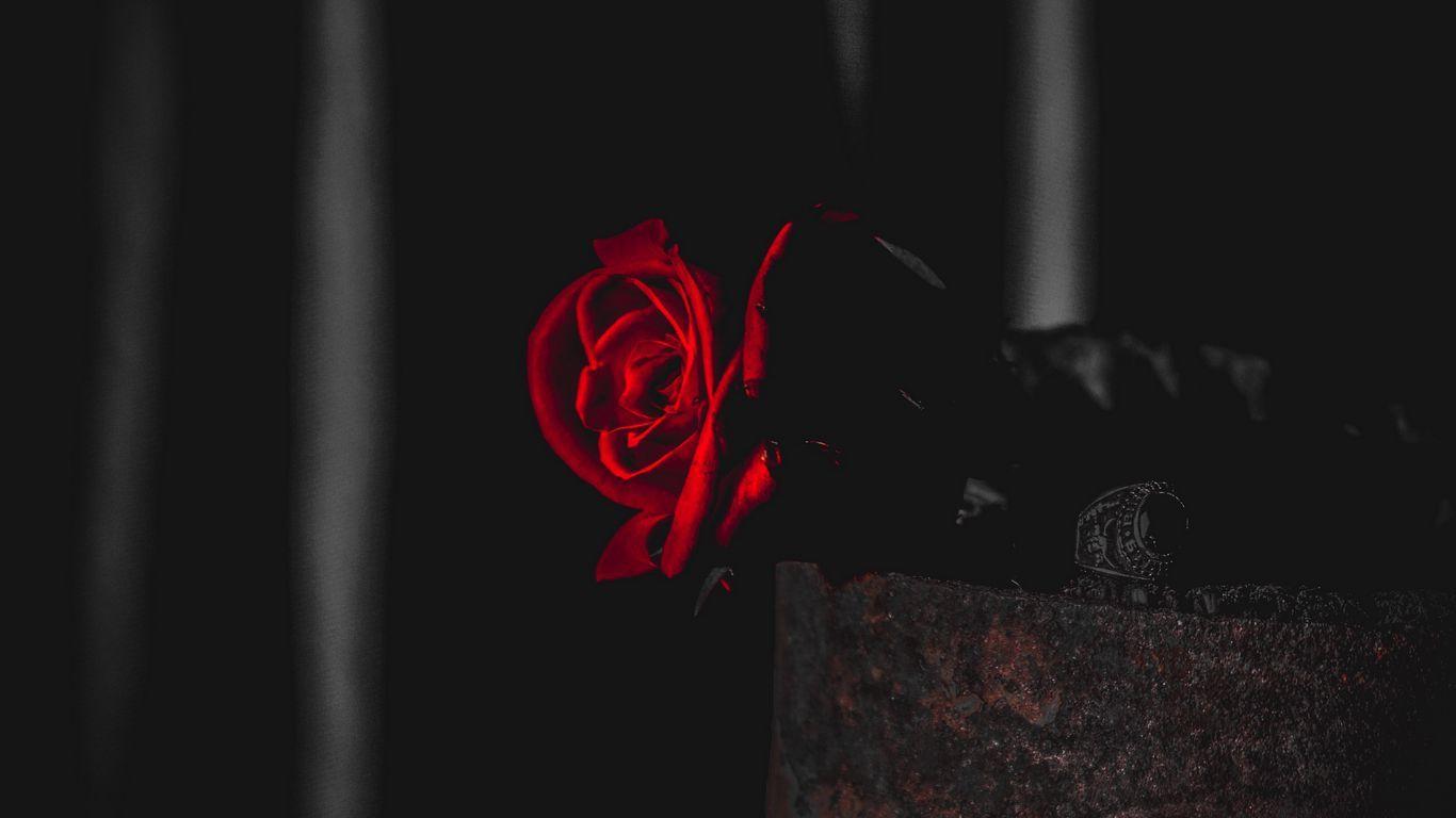 1366x768 Download wallpaper 1366x768 rose, red, black, contrast, flower