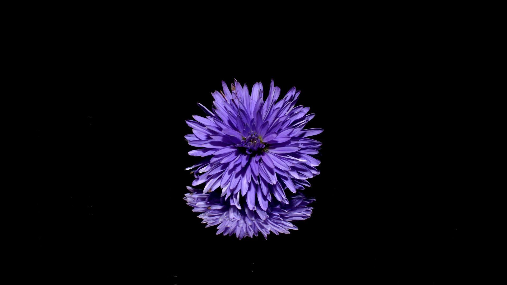 1920x1080 Blossom Purple Flower Black Background Reflection Laptop Full HD 1080P HD 4k Wallpaper, Image, Background, Photo and Picture