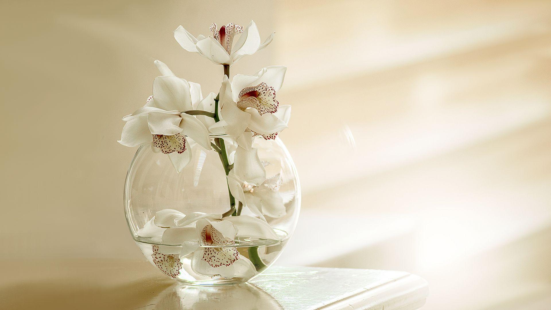 1920x1080 White Orchid Flowers Laptop Background
