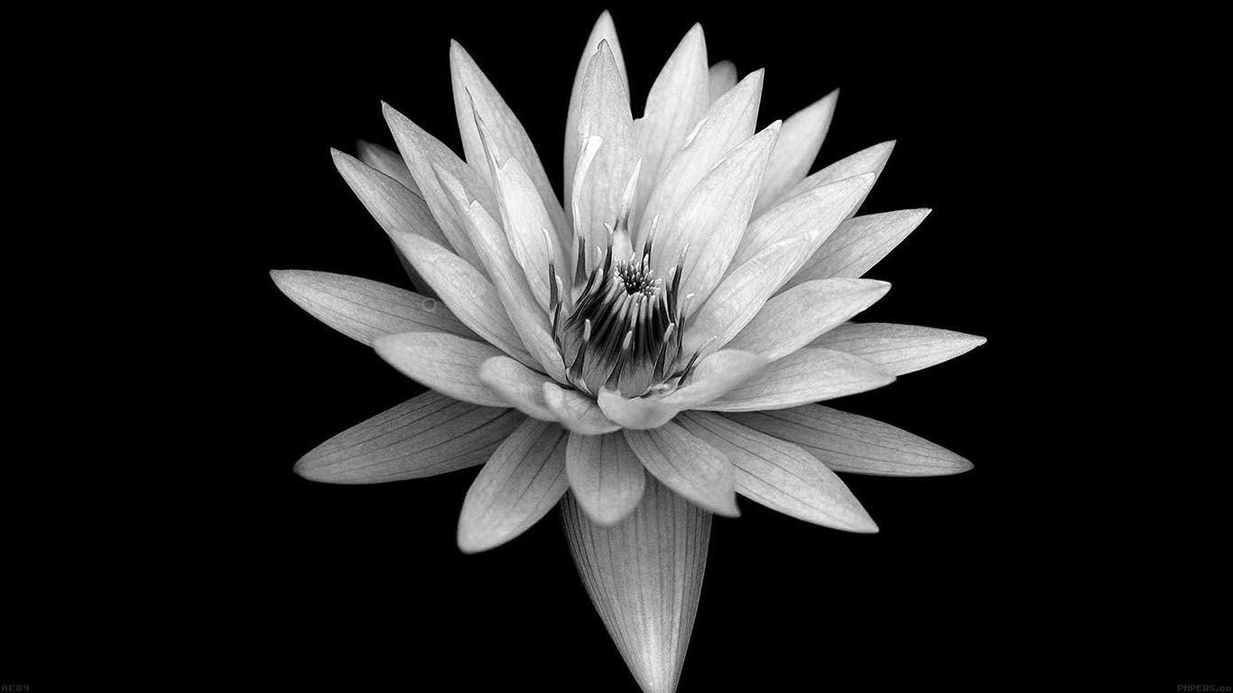 Black Flower Laptop Wallpapers - Top Free Black Flower Laptop