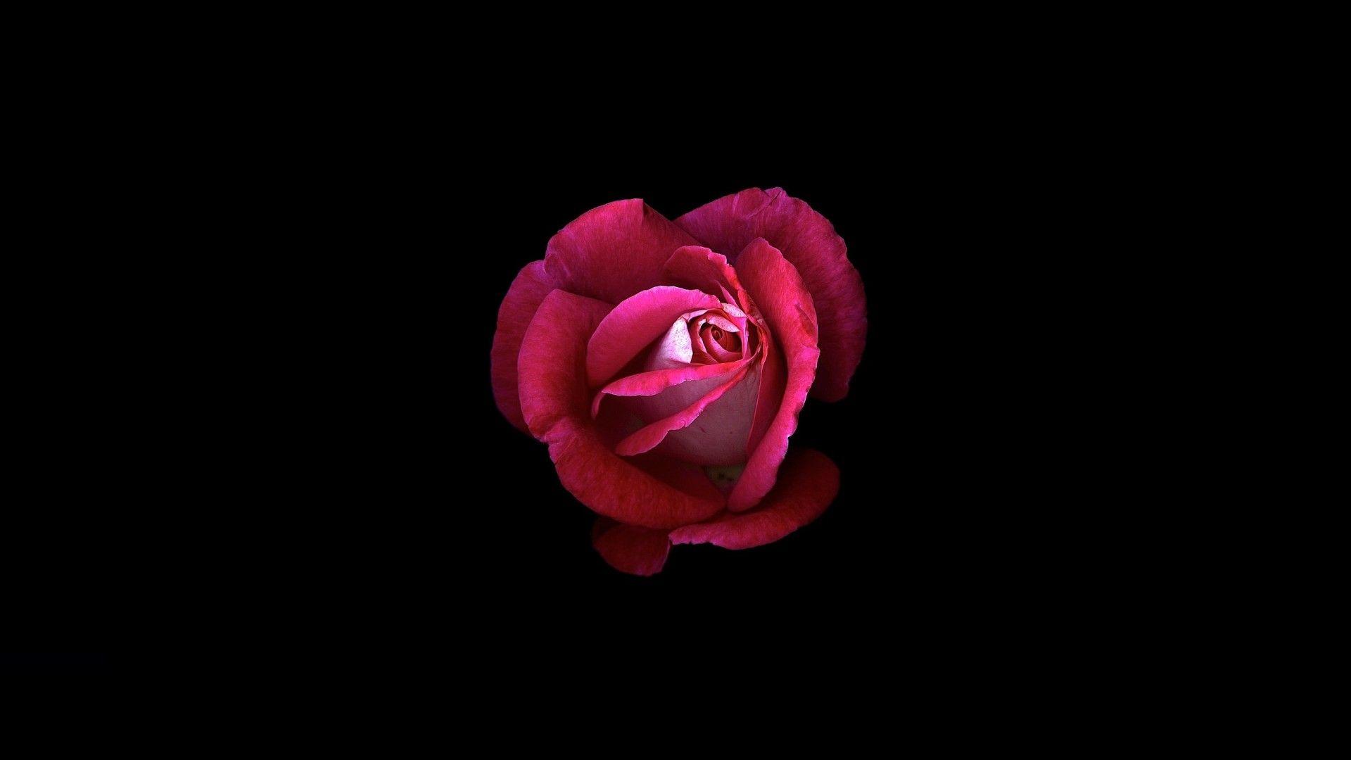 1920x1080 Wallpaper Pink rose, Dark background, HD, Flowers