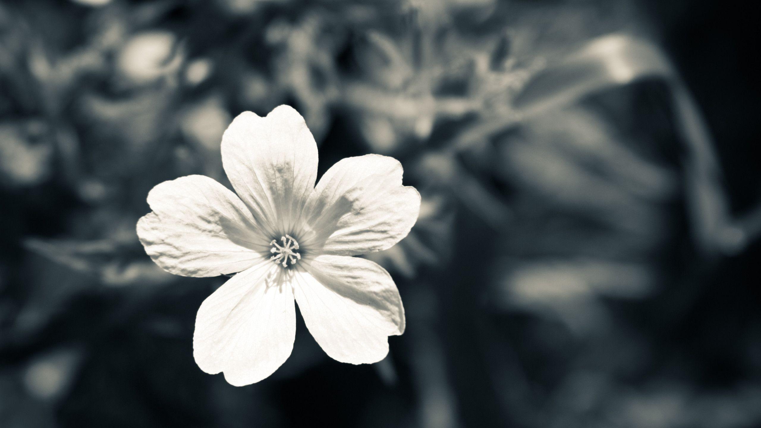 Black and White Flowers Laptop Wallpapers - Top Free Black and White ...