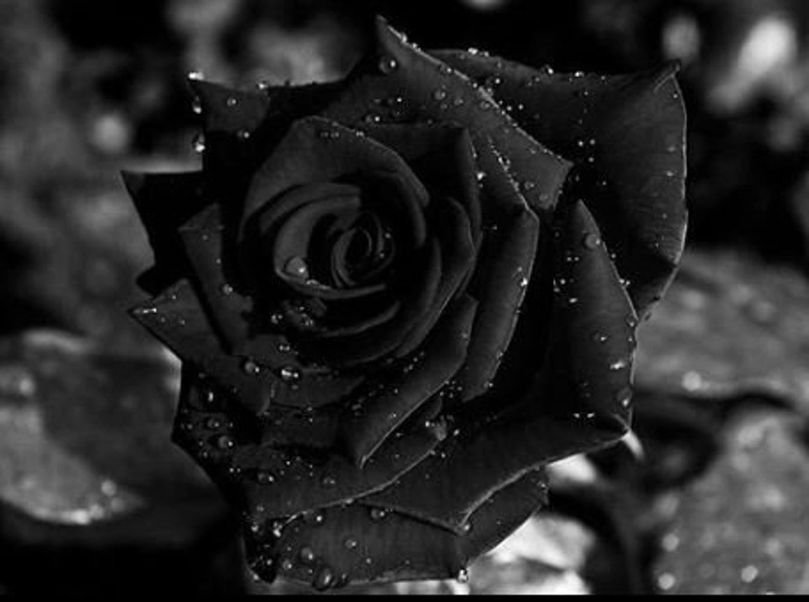 Black and White Flowers Laptop Wallpapers - Top Free Black and White ...