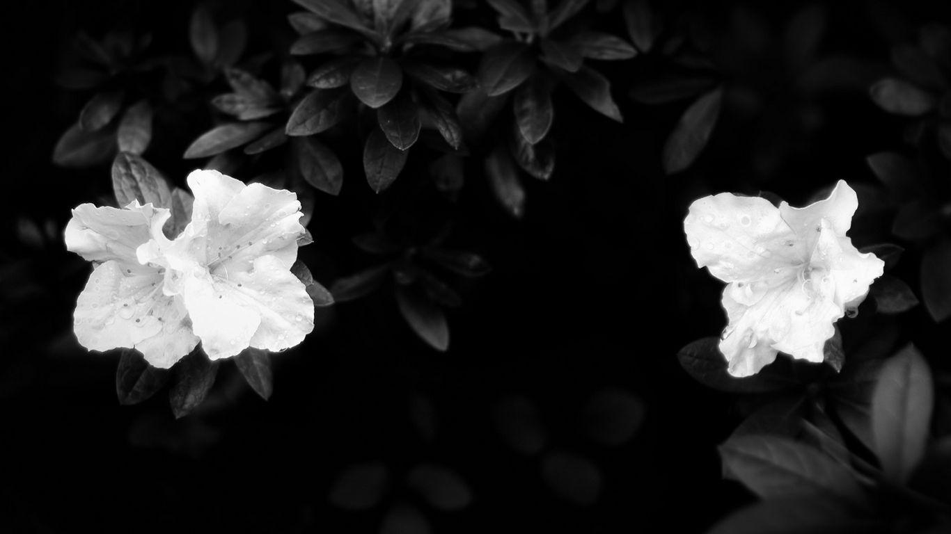 1366x768 Download wallpaper 1366x768 flowers, leaves, black and white