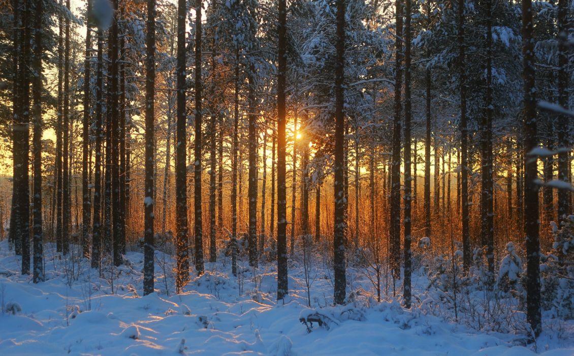 1130x700 Sunset winter forest landscape wallpaperx2446