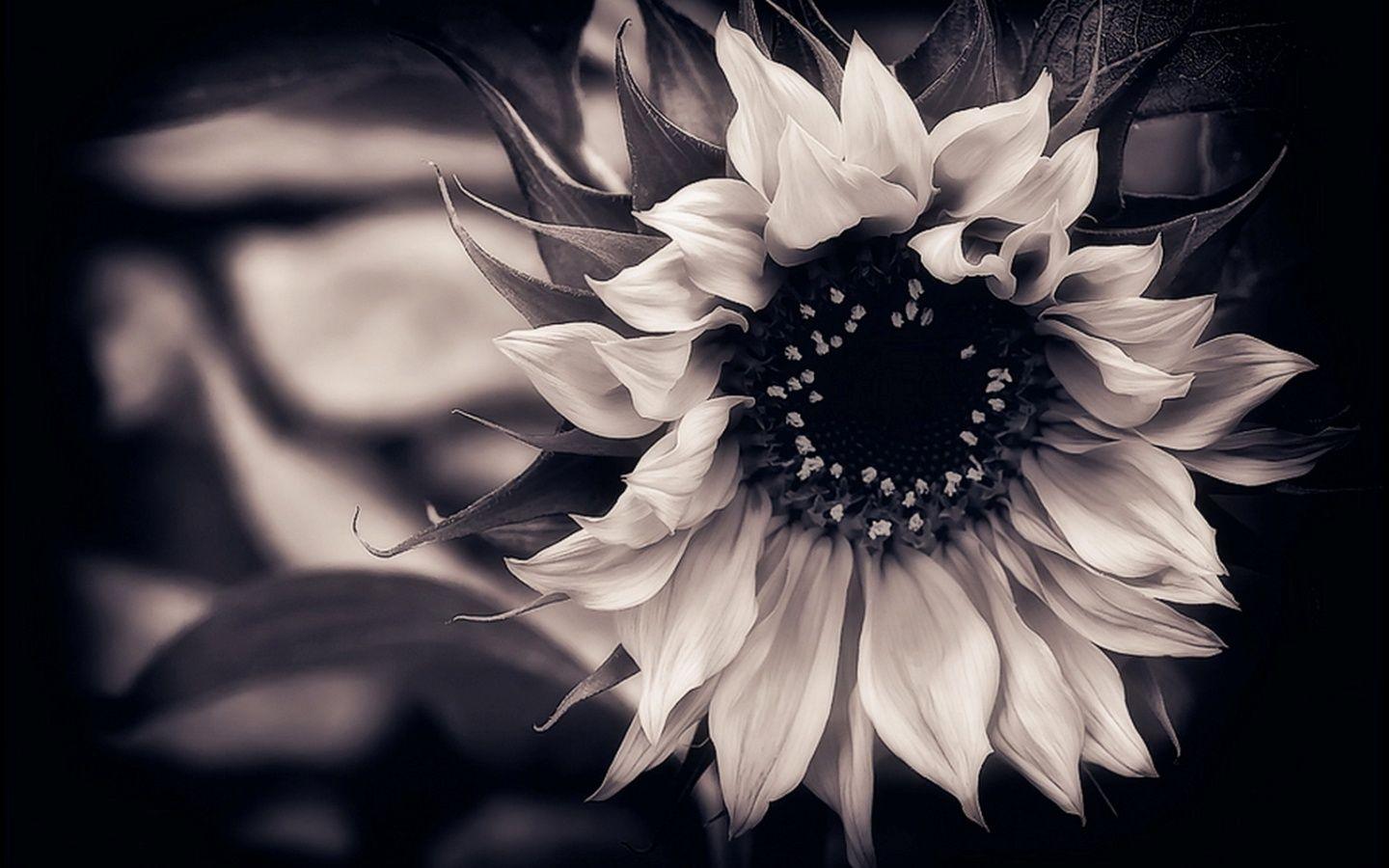 1440x900 Black Flower Wallpaper