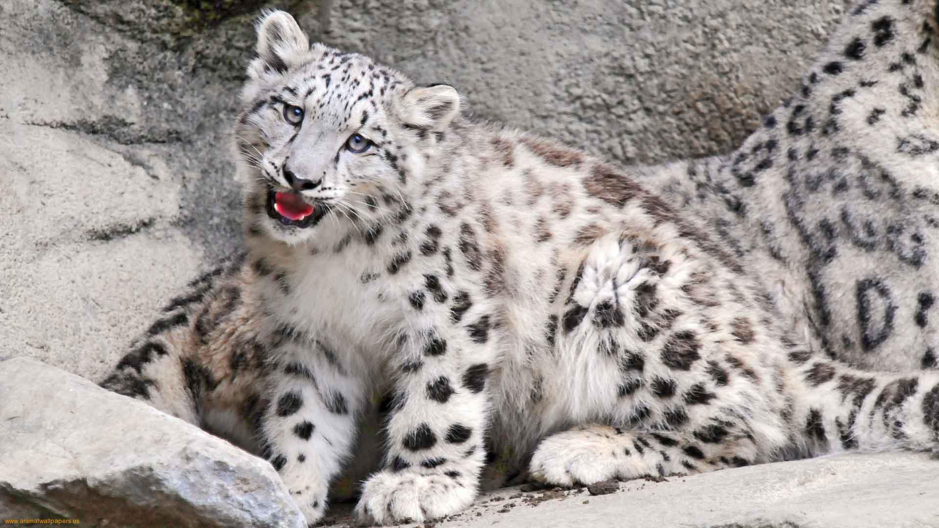 1920x1080 project snow leopard in india