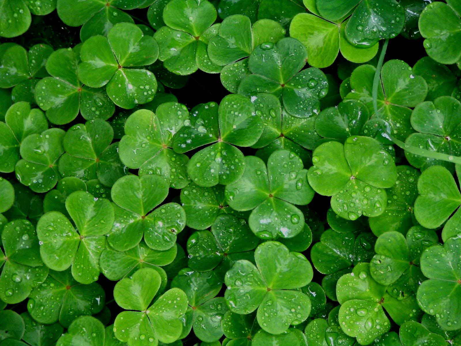 1600x1200 Shamrock Wallpaper on .
