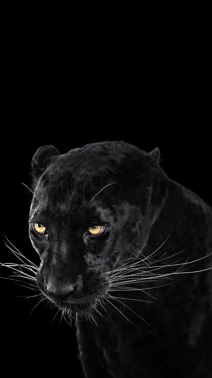 736x1310 Zvieratá. Jaguar wallpaper, Black jaguar animal, Black panther HD wallpaper