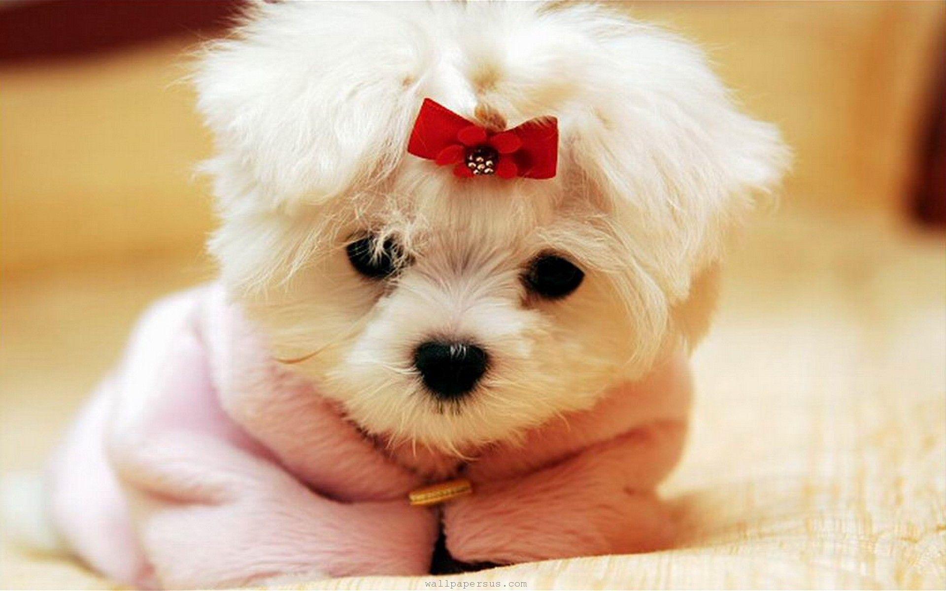 1920x1200 Desktop Cute Animals Wallpaper Dowload
