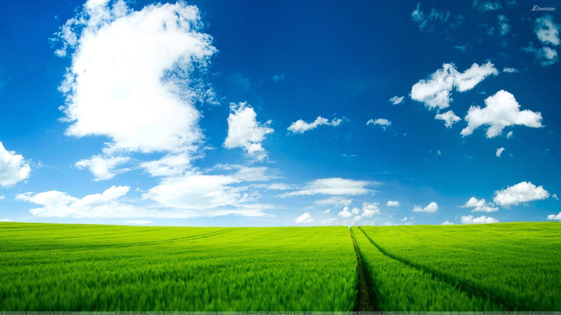 1920x1080 Green Field Wallpaper